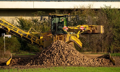 Sugar beet harvest, loading the harvested beet onto a lorry with a self-propelled cleaning loader