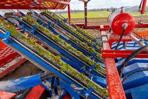 Lettuce plants, in press pots, they are planted in a field with a planting machine, agriculture,