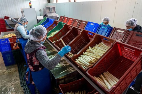 Asparagus farm, white asparagus is washed, cut and sorted by quality after harvesting, near