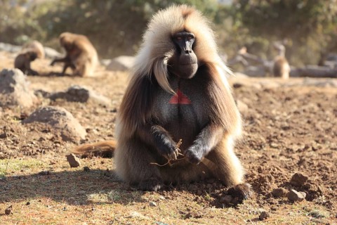 In the highlands of Abyssinia, in the Semien Mountains, landscape in the Semien Mountains National