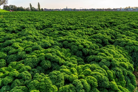 Kale field, growing area in the south of Düsseldorf, Volmerswerth district, on the Rhine, North