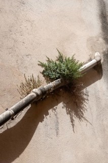 A plant growing on a house wall directly next to a downpipe, Aix-en-Provence, Provence-Alpes-Côte