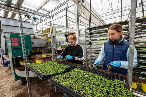Horticultural business, greenhouse, young plants are potted, the potting soil is filled into the