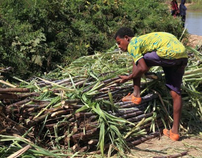 Ahamra region, Young man harvesting sugar cane, Ethiopia, Africa