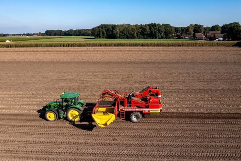 Potato harvesting, so-called split harvesting method, first the tubers are taken out of the ground