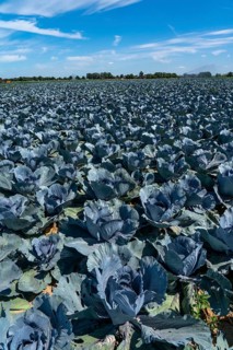 Vegetable cultivation, field with red cabbage, red cabbage, near Krefeld, North Rhine-Westphalia,
