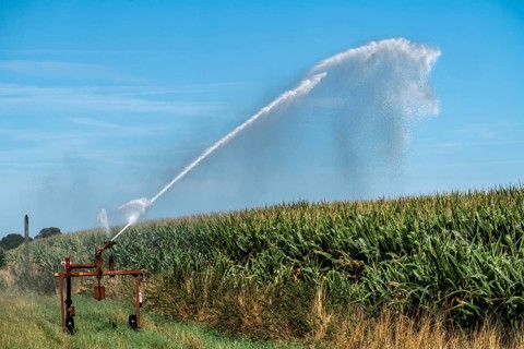 A field is artificially irrigated, water is sprayed onto the field via a sprinkler system, maize