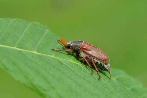 Northern cockchafer (Melolontha hippocastani), male, on a leaf of a horse chestnut (Aesculus