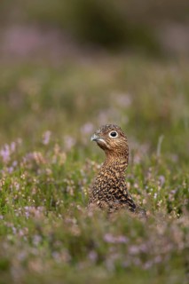 Red grouse (Lagopus lagopus scotica) adult female bird amongst flowering heather on a moorland in