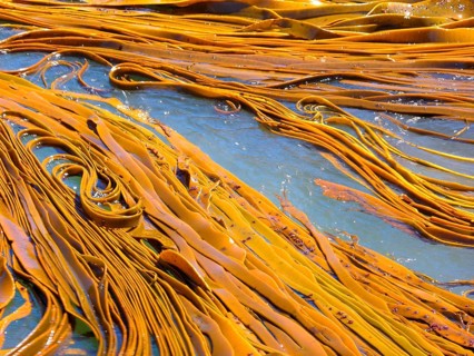 New Zealand, seaweed in the sea, kelp, Abel Tasman National Park, New Zealand, Oceania