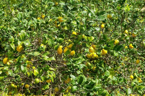 Cedrat lemon, lemon tree with ripe lemons (Citrus medica)