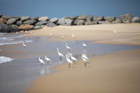 Great egret (Ardea alba, syn.: Casmerodius albus, Egretta alba) at Marari Beach or Strand,