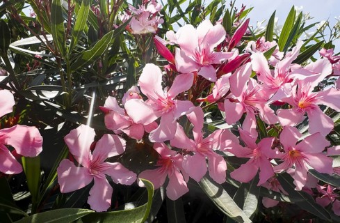 Flowering oleander (Nerium oleander), Italy, Europe