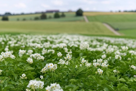 Flowering potato field, Baden-Württemberg, Germany, Europe