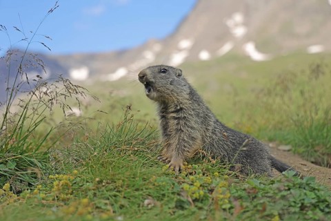 Marmot (Marmota), Grossglockner High Alpine Road, Salzburger Land, Austria, Europe