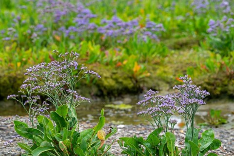 Common sea-lavender (Limonium vulgare) in flower in saltmarsh, salt marsh along the North Sea coast