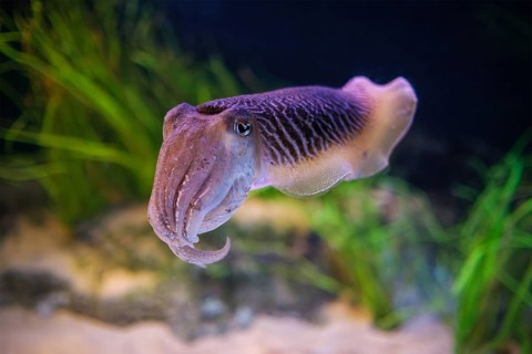 The Common (European) Cuttlefish (Sepia officinalis) underwater in sea, cephalopod, related to
