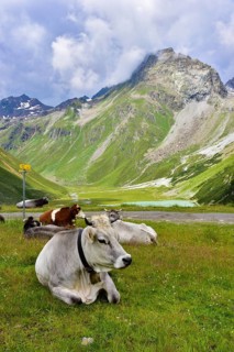 Ruminating cows at the Rifflsee in Pitztal, Tyrol, Austria, Europe