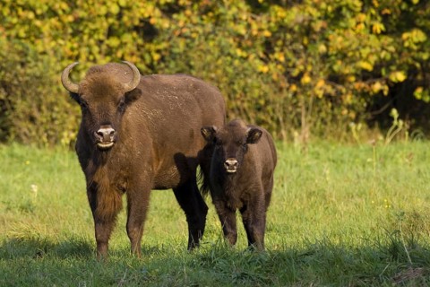 Bison, bison, group, (Bison bosanus), cow with young animal