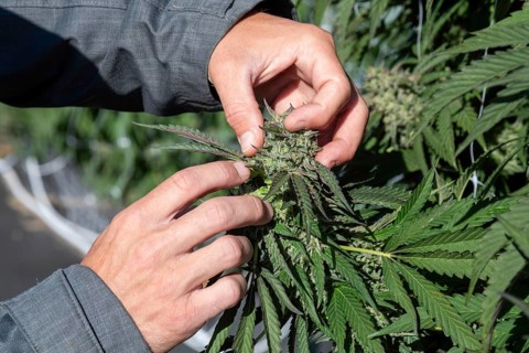 Paw Paw, Michigan, Grasshopper Farms, a large outdoor cannabis grower in west Michigan