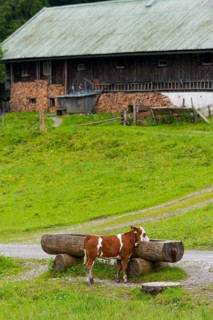 Cow at a drinking trough in front of a farm, animal, hoofed animal, animal husbandry, free-range,