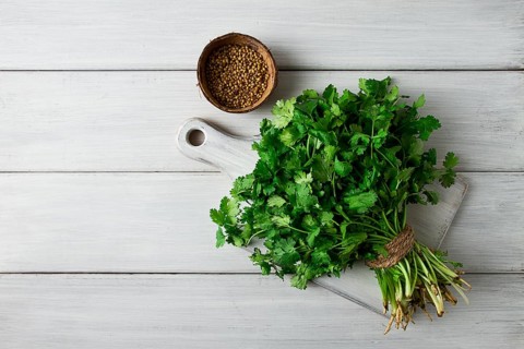 Bunch of fresh Cilantro, on a white wooden table, close-up, top view, no people