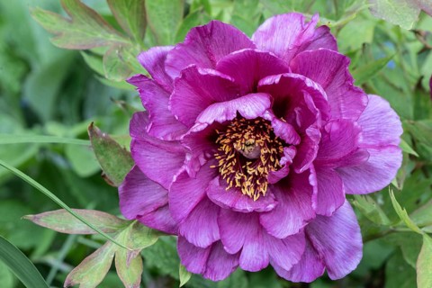 Shrub peony (Paeonia suffruticosa Leda), Emsland, Lower Saxony, Germany, Europe