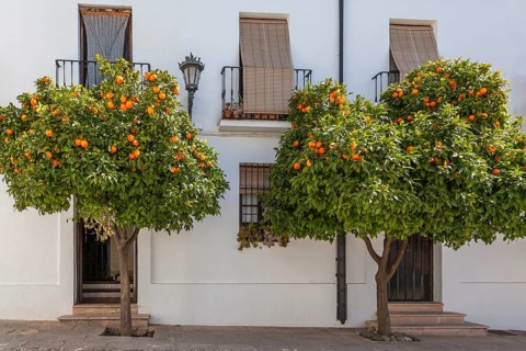 Two bitter orange trees stand in front of a white building with balcony windows and wooden