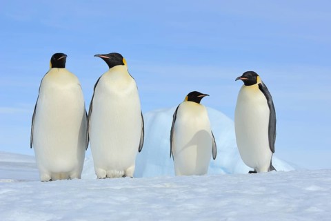 Emperor penguins (Aptenodytes forsteri), Group of Adult, Snow Hill Island, Antartic Peninsula,