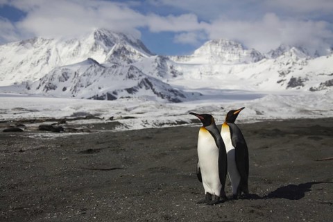 King Penguin, (AApenodytes patagonicus), Falkland Islands, Antarctica, two animals, Falkland