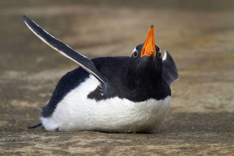 Gentoo penguin (Pygoscelis papua), on Sounders Island, Falkland Islands, Antarctica, Falkland