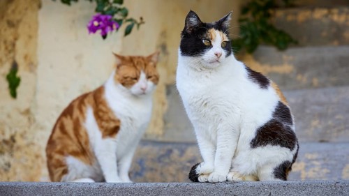 Two cats, one black and white, one orange and white, sitting on stone steps and looking in