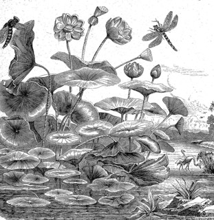 Indian Lotus, Nelumbo nucifera, on a pond, Illustration from 1872, Historical, digital reproduction