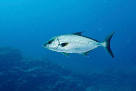Single eye-stripe amberjack (Seriola rivoliana), mackerel, swimming over the reef under water. Dive