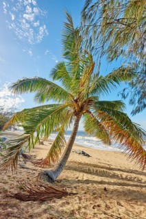 Landscape a coconut palm on Clifton Beach with in spring, Queensland Australia