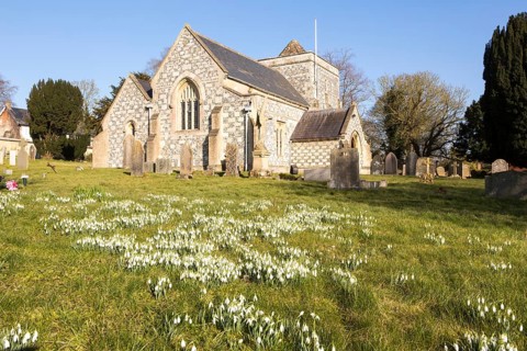 Showdrops in flower in churchyard of village parish church of Saint Thomas A Becket, Tilshead,