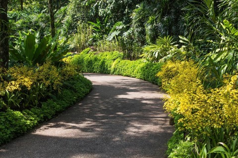 Garden path with a frame of yellow orchids