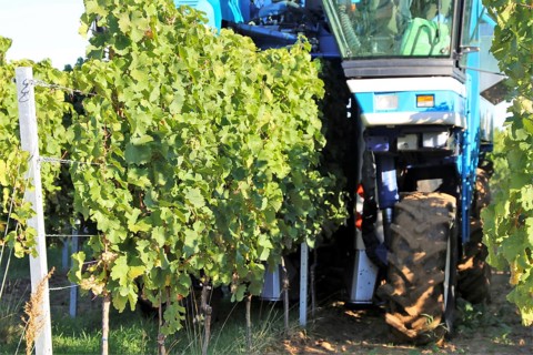 Grape grape harvest with full harvester in the district of Bad Dürkheim, Rhineland-Palatinate