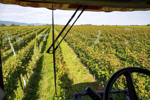 Harvest of Sankt Laurent red wine grapes in the Palatinate
