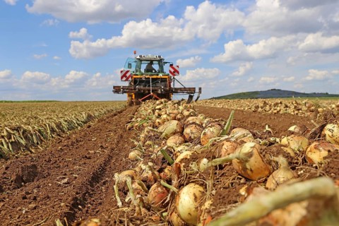 Farmer Markus Frank from Frankenthal during the agricultural onion harvest (onion harvesting)