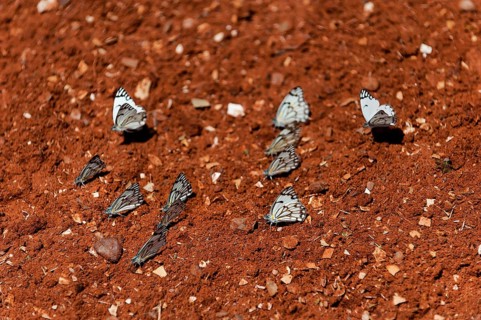 Swarm of white butterflies, marbled white (Melanargia galathea) on red sandy soil, red, white,