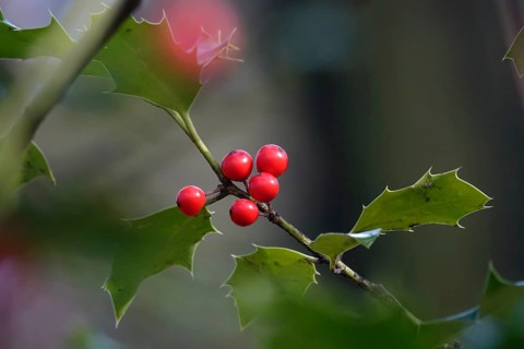 Holly (Ilex aquifolium), February, Germany, Europe