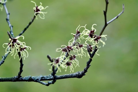 Witch-hazel (Hamamelis), February, Germany, Europe