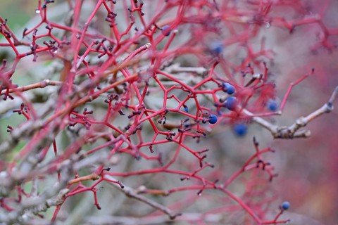 Wild vine, maiden vine (Parthenocissus quinquefolia) with fruit, Moselle, Rhineland-Palatinate,