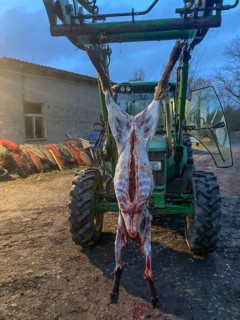 Slaughtered sheep, the fur removed hanging from a tractor on a farm, Mecklenburg-Vorpommern,