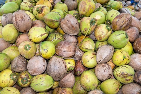 A pile of fresh coconuts, fruits of the coconut palm (Cocos nucifera), for the production of copra,