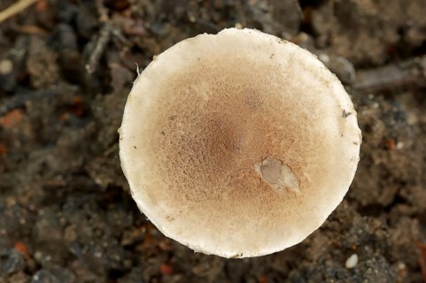 Ringed earth knightling or belted earth knightling (Tricholoma cingulatum), North Rhine-Westphalia,