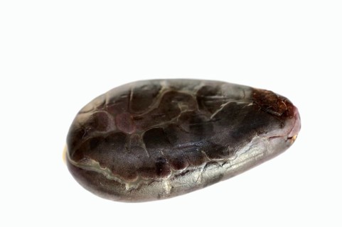 Cocoa tree (Theobroma cacao), cocoa bean