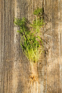 Top view of fresh fennel sprouts on wooden background