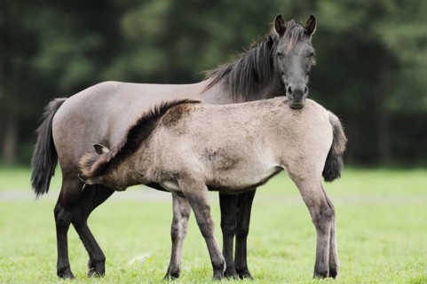 Dülmener Wildpferd, mare with foal, Merfelder Bruch, Dülmen, North Rhine-Westphalia, Germany,